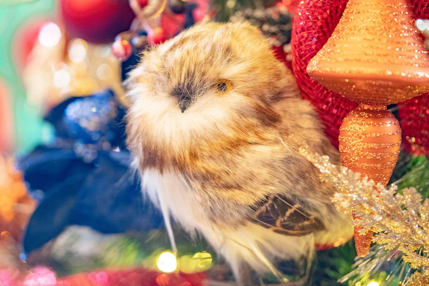 Boughter Christmas photo