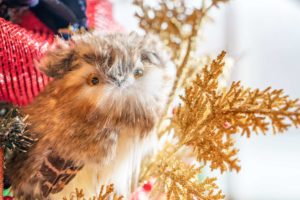Boughter Christmas photo